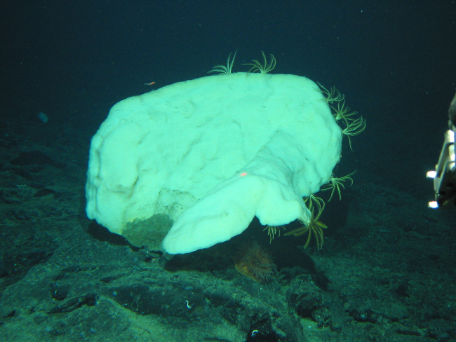 A large white vase sponge with yellow crinoids adhering to its rim