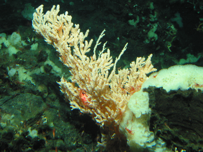 A large white sponge and a primnoid coral with many shrimp