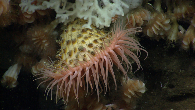 A large pinkish brown deep sea anemone with a very knobby column