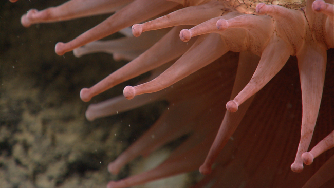 Closeup of tentacles of pink deep sea anemone