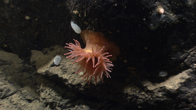 Pink deep sea anemone with small glass sponges