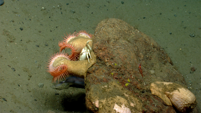 Orange venus flytrap anemones on boulder withwhite crab and fish below rock outcrop
