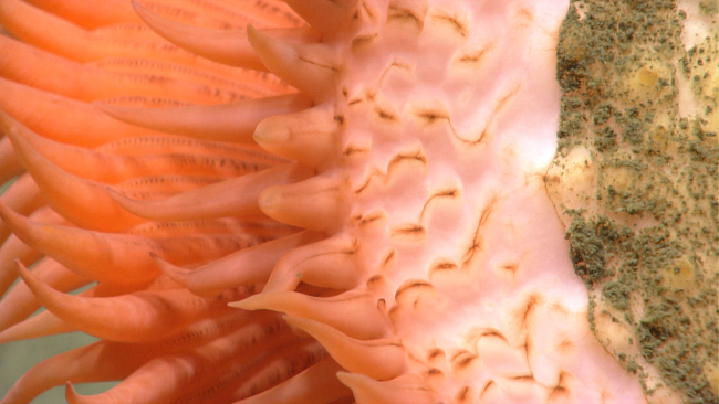 Orange venus flytrap anemone