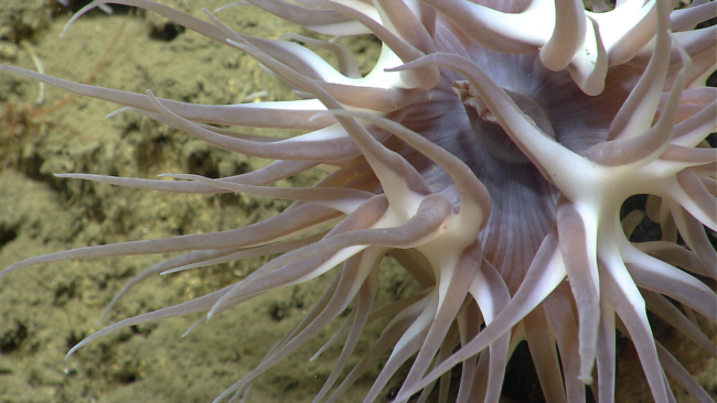 Large brownish white deep sea anemone