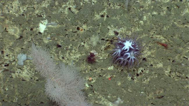 Large purplish white deep sea anemone