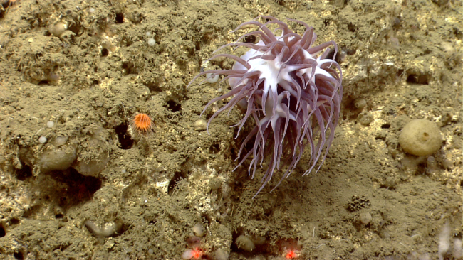 Large brownish white deep sea anemone apparently at a time and place of nocurrent
