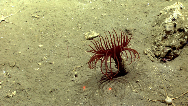 Large brownish-red cerianthid deep sea anemone