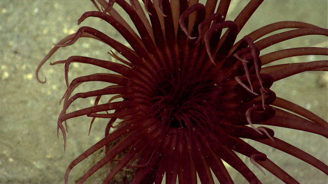 Closeup of brownish red cerianthid anemone