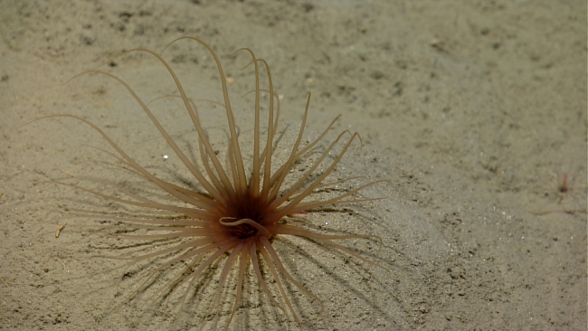 Brownish red cerianthid anemone