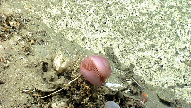 Pinkish brown flytrap anemone