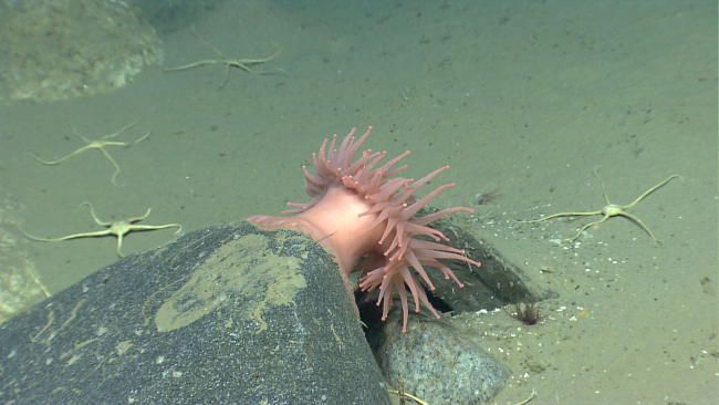 Large peach-colored anemone on rock with large white brittle stars