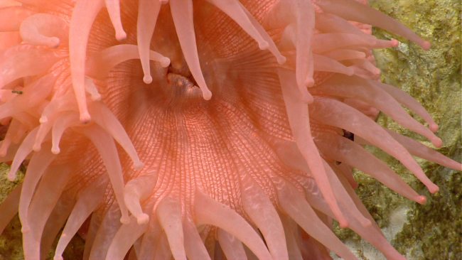 Looking down into the mouth of a large pink anemone