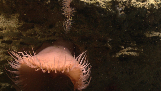 A large pinkish anemone with a small black coral above it on a rock wall
