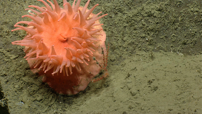 A large peach-colored anemone with a small red Swiftia sp