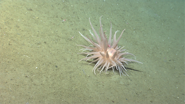 A large white anemone on a sediment substrate