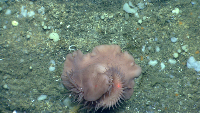 Large anemone partially closed
