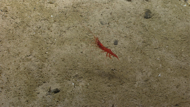 A red shrimp seemiongly suspended on its tentacles on the bottom