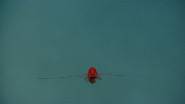 A red shrimp in the water column head-on