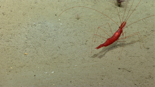 A red shrimp on a sediment bottom