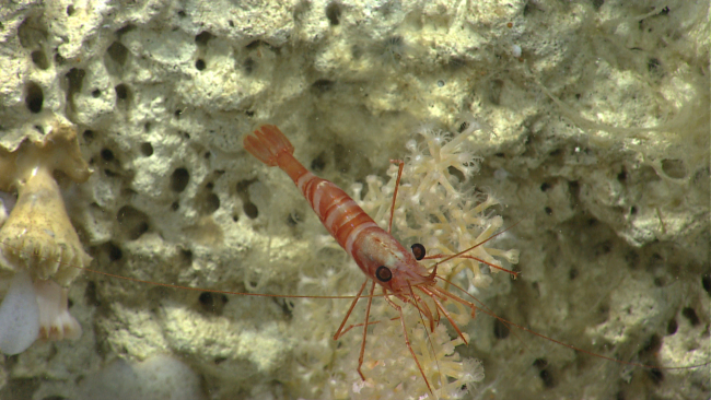 A red and white banded shrimp on a small white octocorals