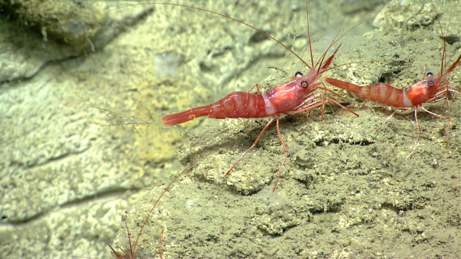 Two red and white banded shrimp