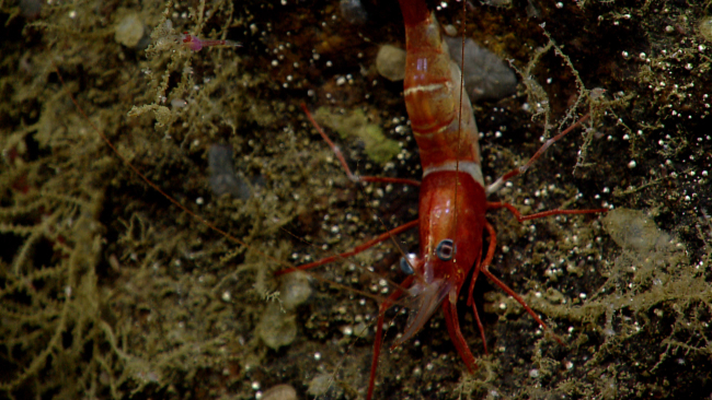 A red and white banded shrimp