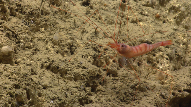 A brown shrimp on a sand and mud bottom