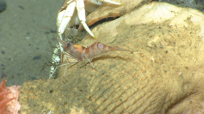A white-and-red banded shrimp on the column of a large anemone