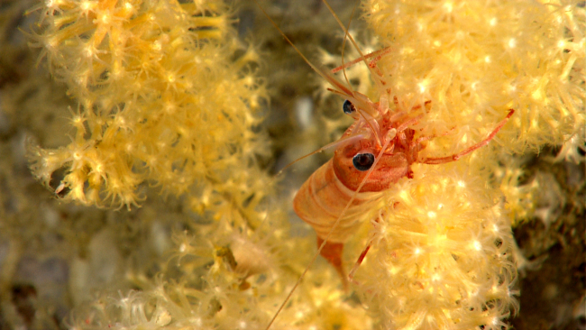 A red and white banded shrimp on a small yellow octocoral