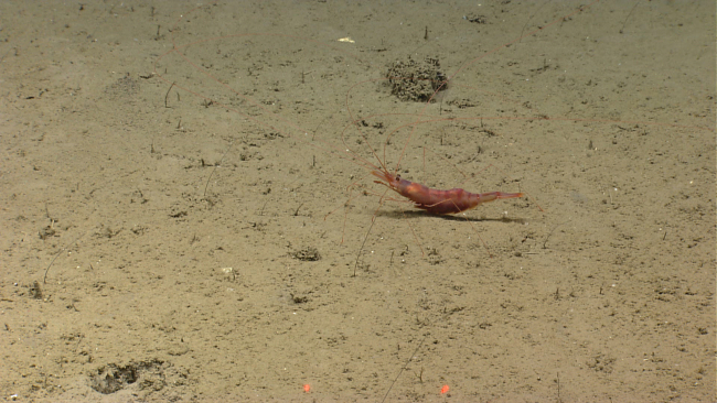 A banded brownish shrimp