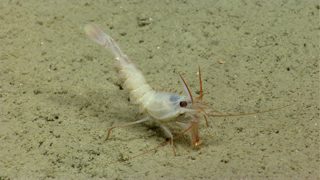A white shrimp