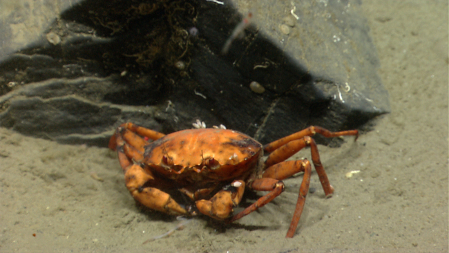 Deep sea red crab Chaceon quinquedens