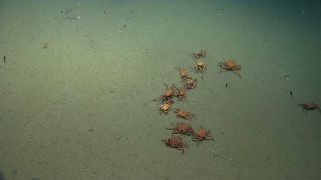 A cast of crabs