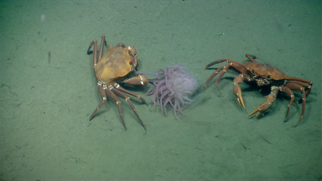 Deep sea red crabs Chaceon quinquedens apparently eating an anemone