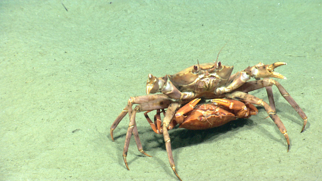 Deep sea red crabs Chaceon quinquedens mating