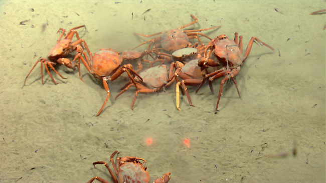 Deep sea red crabs Chaceon quinquedens apparently eating eggs