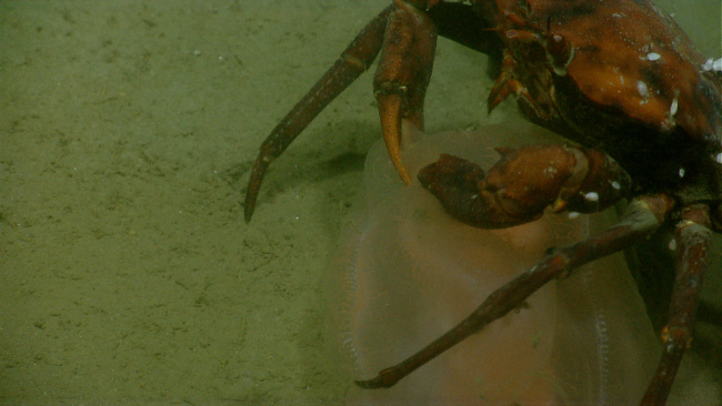 Deep sea red crab Chaceon quinquedens eating a ctenophore