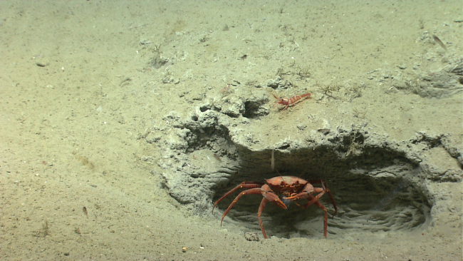 Deep sea red crab Chaceon quinquedens using a hole as cover