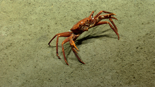 Deep sea red crab Chaceon quinquedens ready to fight the Deep Discoverer