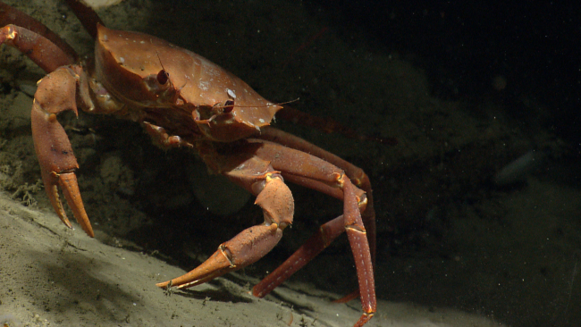 Portrait of a deep sea red crab Chaceon quinquedens