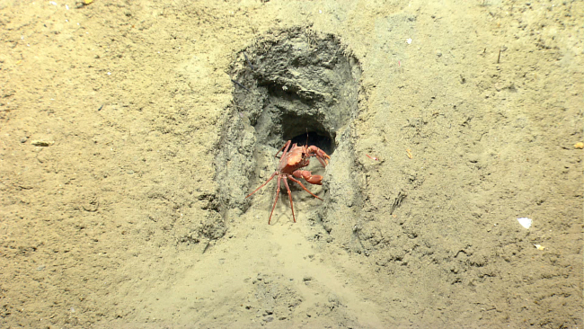 Deep sea red crab Chaceon quinquedens in  a well engineered rectangular burrow
