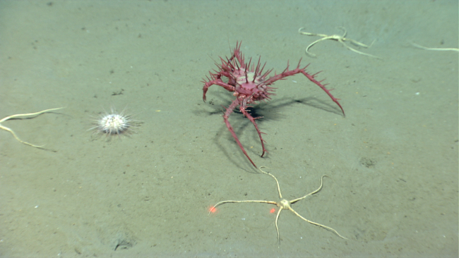 Large lithodid crab in vicinity of brittle stars and an urchin