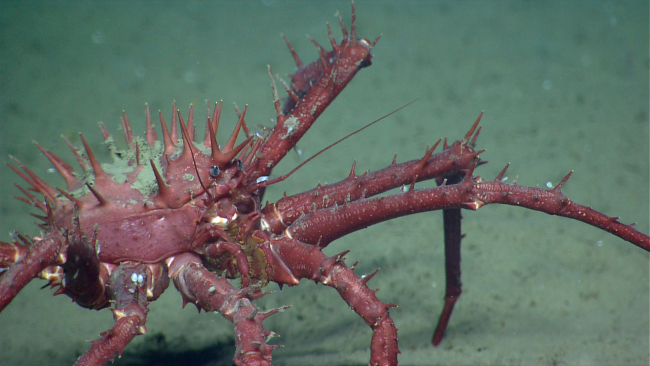 A large lithodid crab
