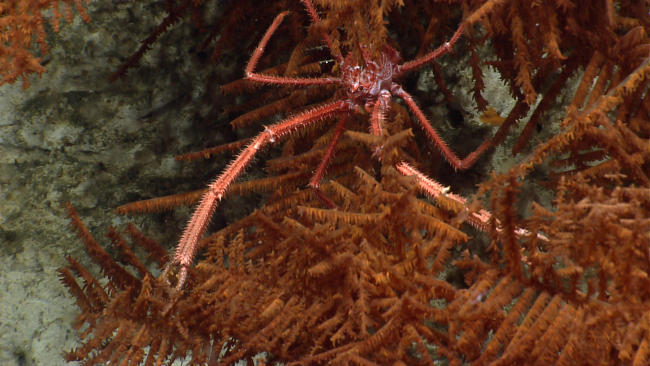 A spiky looking squat lobster in a black coral bush