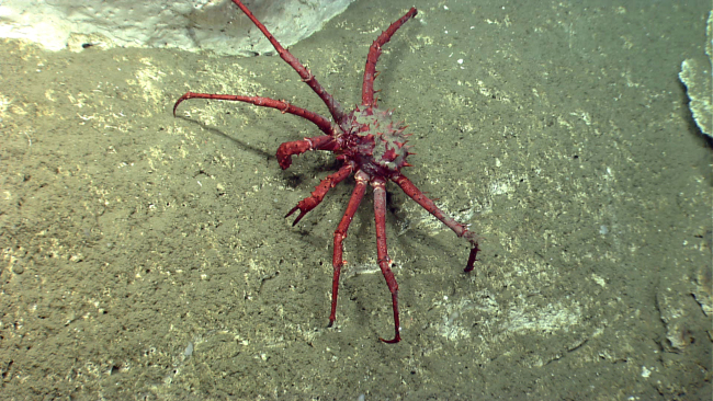 A large lithodid crab