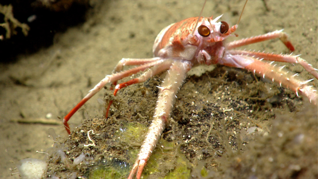 Closeup of squat lobster