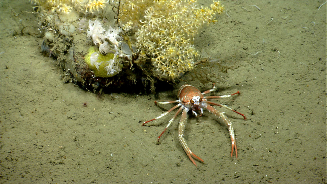 Squat lobster at base of small rock with coral and sponges