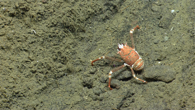 Squat lobster with two legs missing on its right side crawling over seafloor