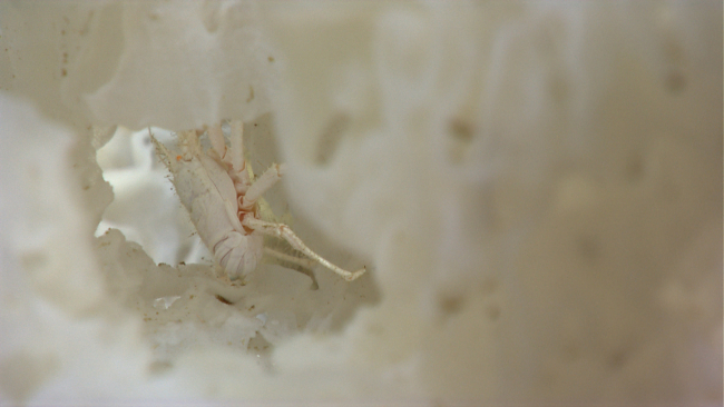 A white squat lobster on a white sponge