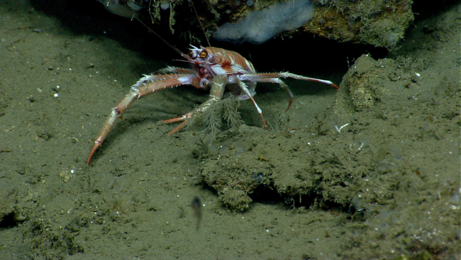 Squat lobster at entrance to what seems to be its den